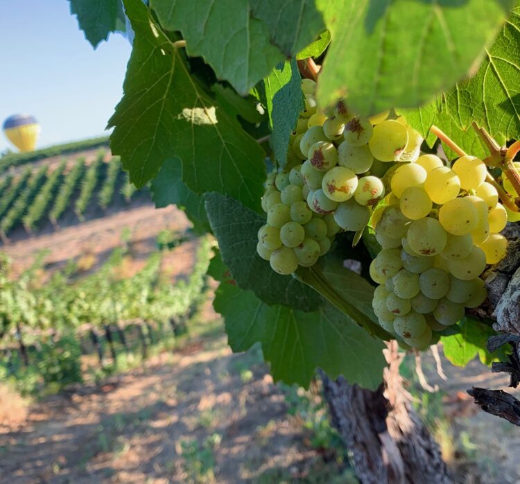 Grapes w balloon in distance