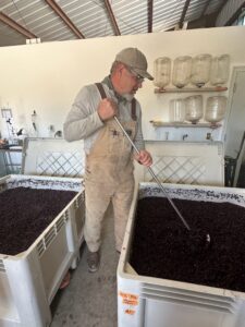 winemaker in overalls doing punchdowns on freshly harvested wine in white plastic bins